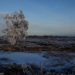 Givre en fagne Givre en fagne