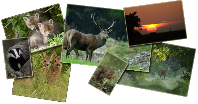 Les animaux de nos forêts